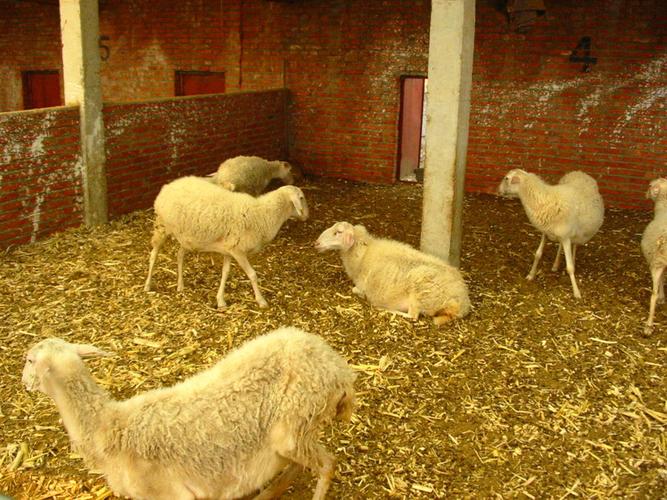 标准羊圈设计图,农村羊圈的建造,现代养羊羊圈效果图