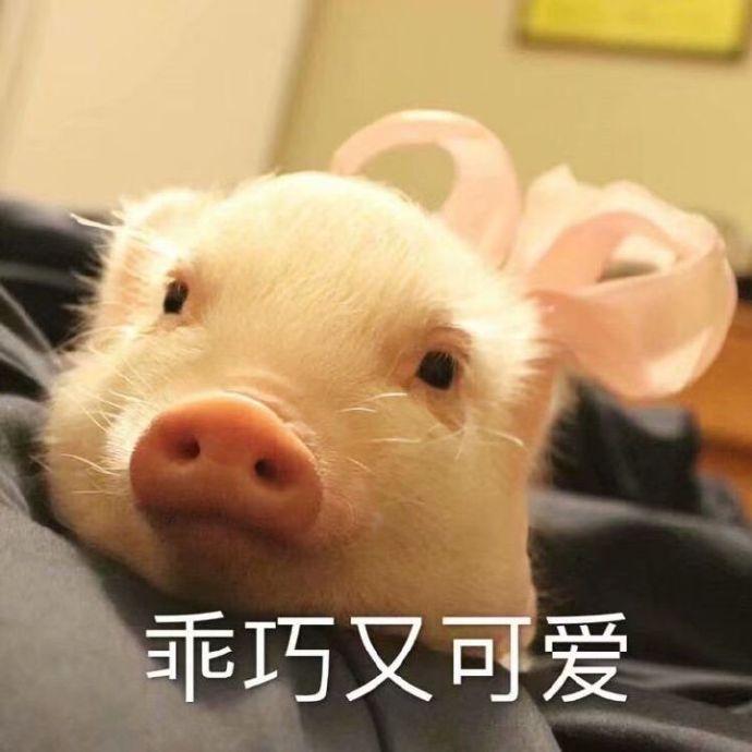 搞笑表情包图片:你刚出浴的样子,乖巧又可爱