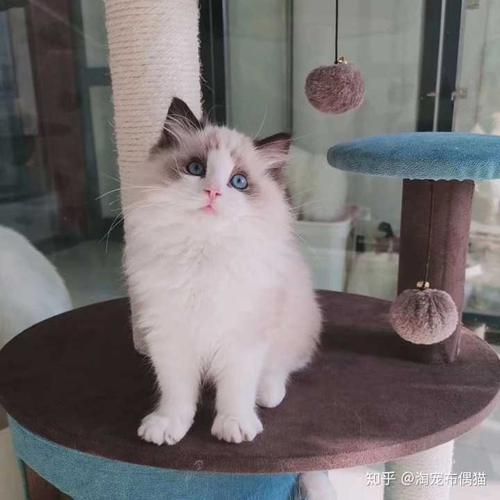 你后悔养布偶猫吗?