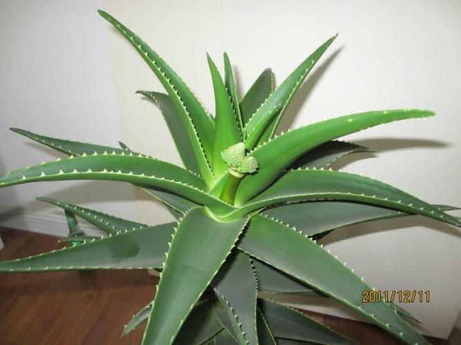 我家的芦荟要开花