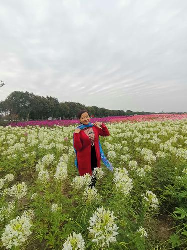 和舞友邻居游玩宛山荡湿地公园赏花海(2020年10月28日