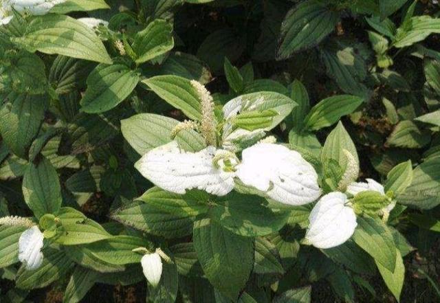 三白草是一种什么样的草药呢?