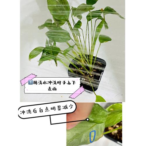 红蜘蛛spidermite来袭用这招适用多种绿植害虫