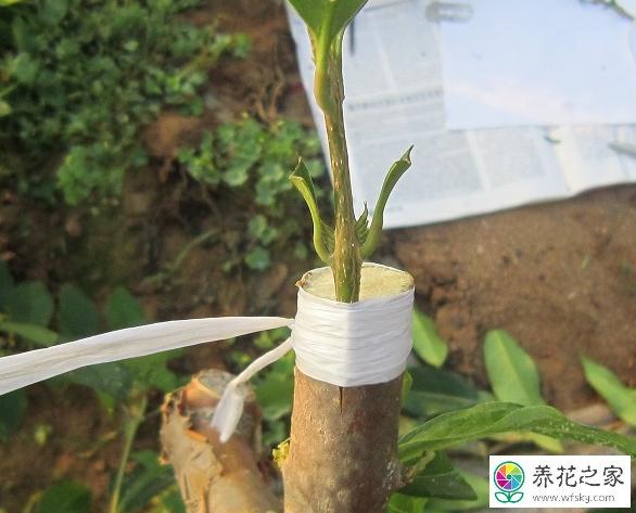 盆景石榴的嫁接时间和方法