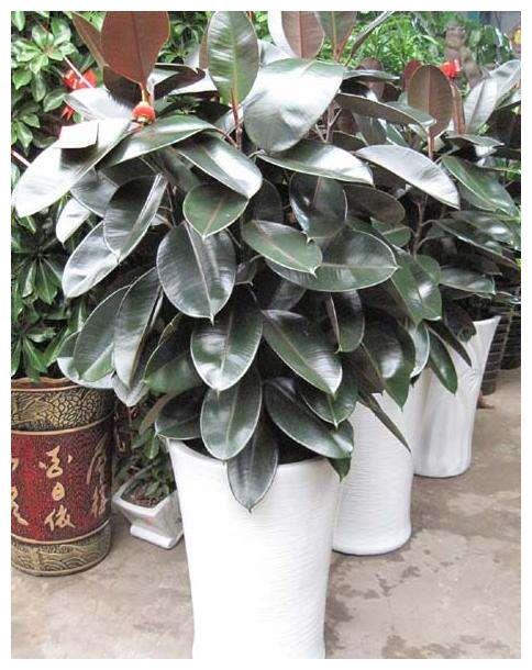 橡皮树怎么养长得快,想让橡皮树越长越旺盛几点不可忽视