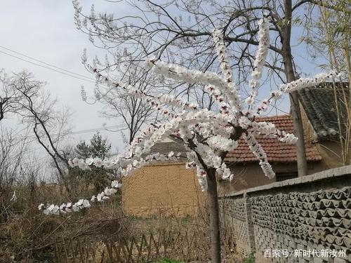 宝丰县杨沟村人居环境改善与农耕文化的完美结合