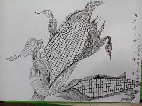 经过一段时间的基础线描训练,我们穿插教学写生课,来看看学生们的作品