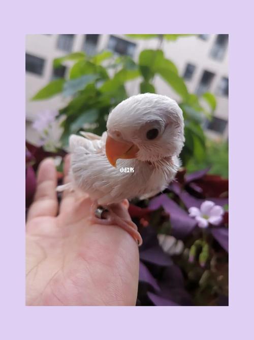 牡丹鹦鹉相爱繁殖的结果～_鹦鹉_牡丹_宠物_宠物其他