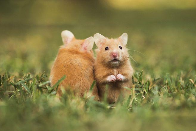 photograph golden hamster by photostock-israel on