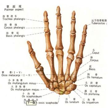 手指关节疼痛(肿胀\僵硬)怎么办?