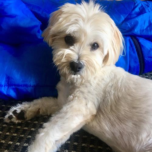 玛尔济斯 泰迪=moodle/maltipoo 马尔泰_泰迪_狗狗_宠物_口臭_拖鞋