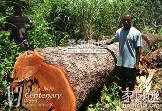 深挖:非洲乌金木三层实木地板不为人知的故事!