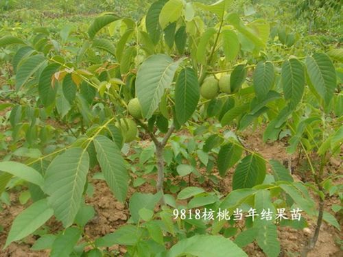 批发果树苗盆栽嫁接核桃树苗 金薄香一号核桃苗 抗寒性强当年结果