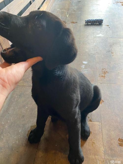 纯黑拉布拉多三个月公