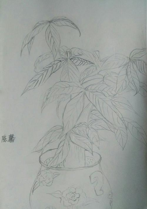 花卉写生作品展示