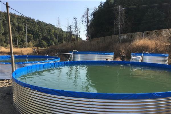 茂名地面养殖鱼池3米能养多少鱼服务