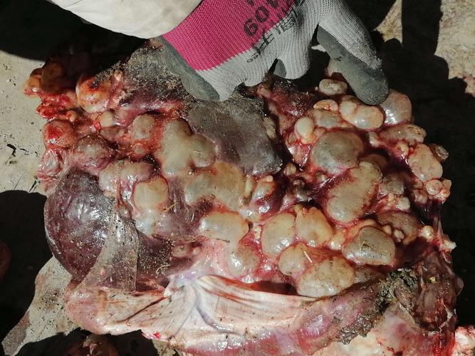 关于羊包虫病的检查