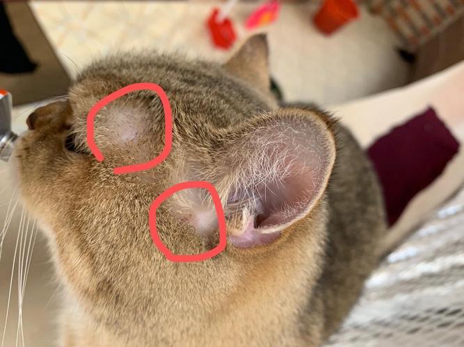 猫咪头部小点点,请问这是猫藓还是毛囊炎啊?还是其他的呢