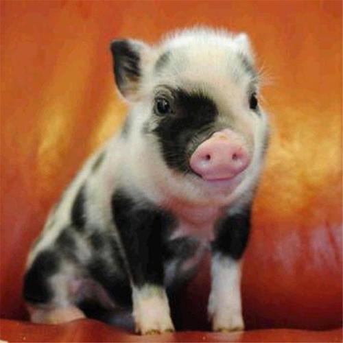 5d diy钻石画 黑白小猪十字绣钻石绣 卧室装饰画 外贸