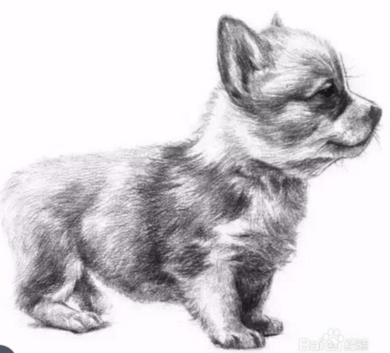 素描动物狗怎么画图片