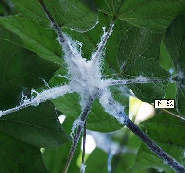 梧桐木虱