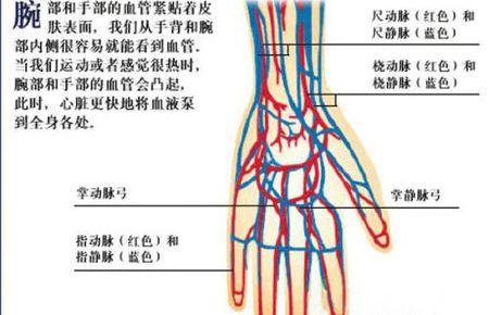 静脉割破了怎么办?