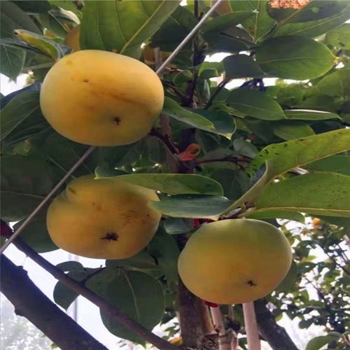 大秋甜柿子品种介绍大秋甜柿子苗价格