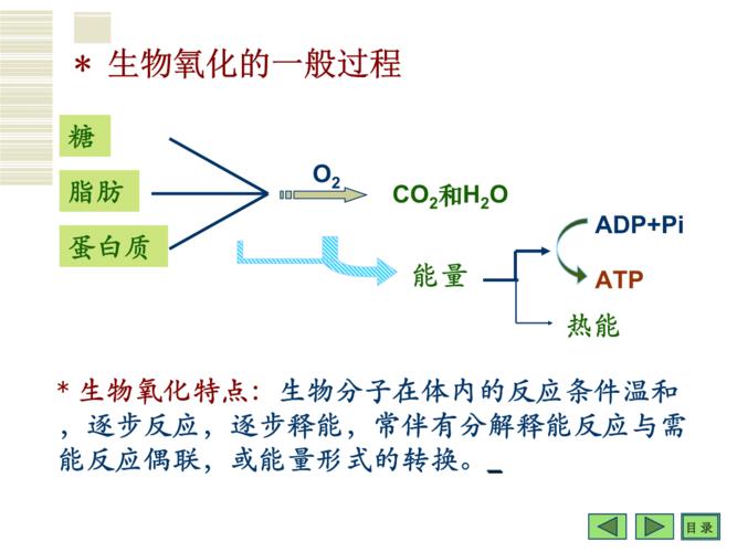 生物氧化与氧化磷酸化课件.ppt