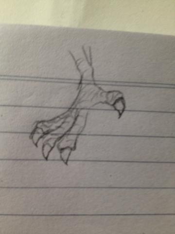 怎样画老鹰爪子