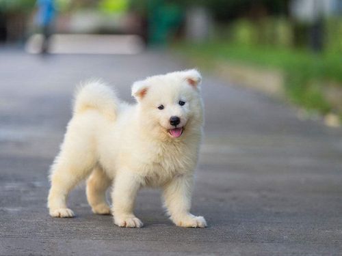 狗狗的生长阶段科普一下_狗狗_狗粮_营养品_宠物_羊奶