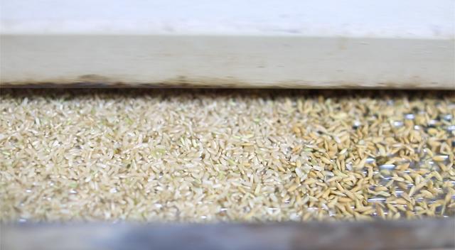 千岛湖生态大米脱壳过筛