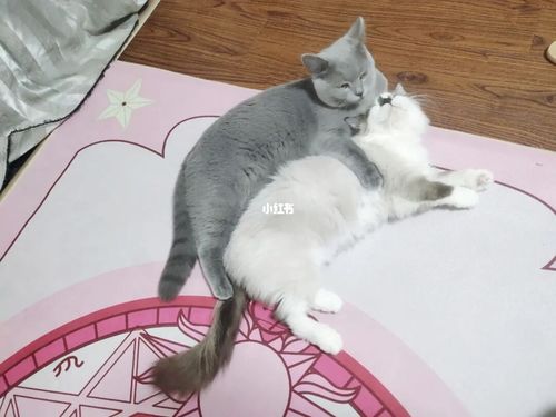 蓝猫 布偶_蓝猫_猫咪_猫咪日常_宠物_猫