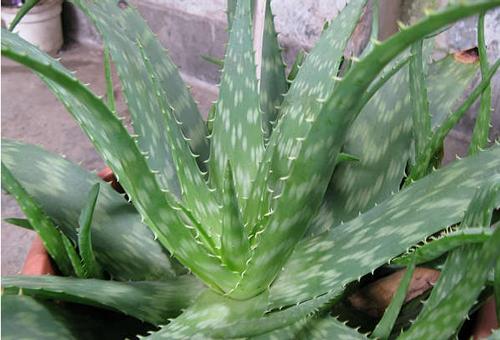 分享到:  2013-03-28 17:04 提问者采纳 中国芦荟:又称  斑纹芦荟