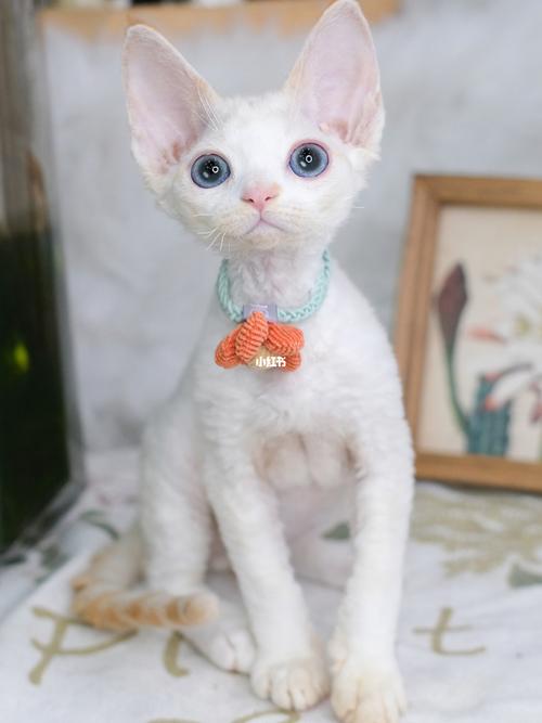 蓝眼睛红白德文卷毛猫_德文卷毛猫_杭州自由行热门攻略_猫咪_宠物_猫
