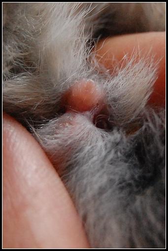 兔子怎么样分公母,要看图片