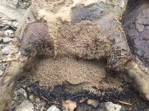 腐烂生蛆女尸图片