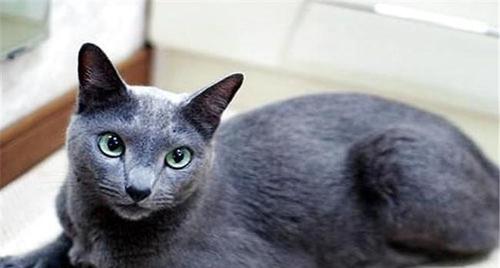 7,俄罗斯蓝猫