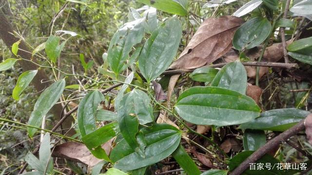 金刚藤,因其藤和根坚如金刚,民间故称之为金刚藤或