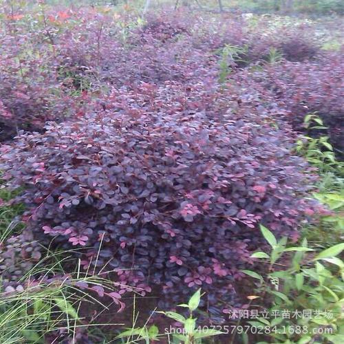 供应绿化工程苗木 红花继木苗 别名红桎木 红花继木球80--100公分