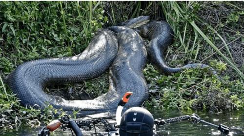 史前十大恐怖生物霸王龙排第4第一名是地球上第一个百兽之王