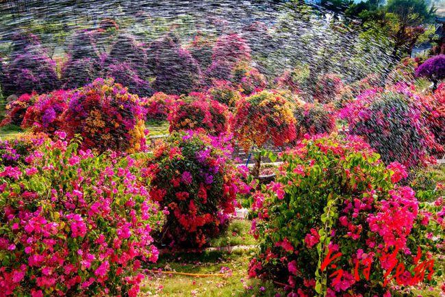 马岭|植物园|三角梅|观花_网易订阅