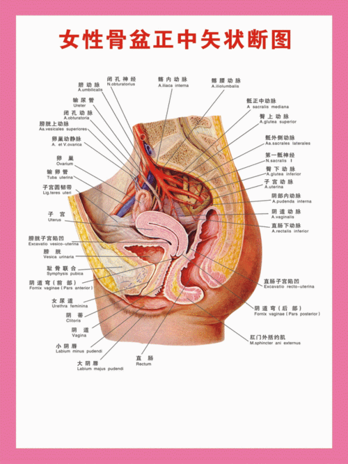 女性盆骨示意图 女性盆腔示意图 女性盆骨结构挂图0.6x0.8米 包邮