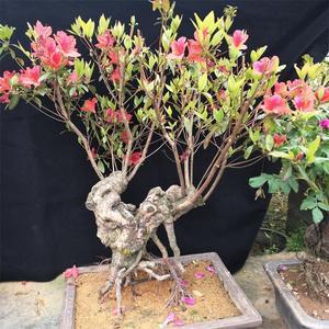 杜鹃花盆栽造型