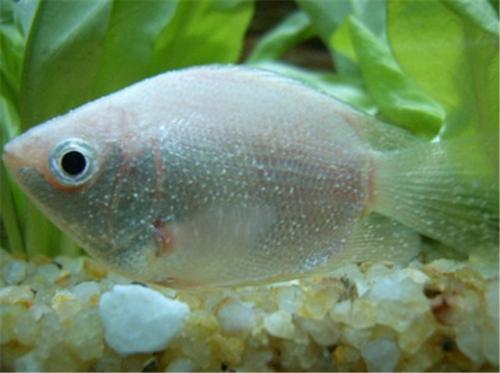 谈谈观赏鱼常见的十种疾病一,白点病病因:寄生性小瓜虫,春末,秋末最