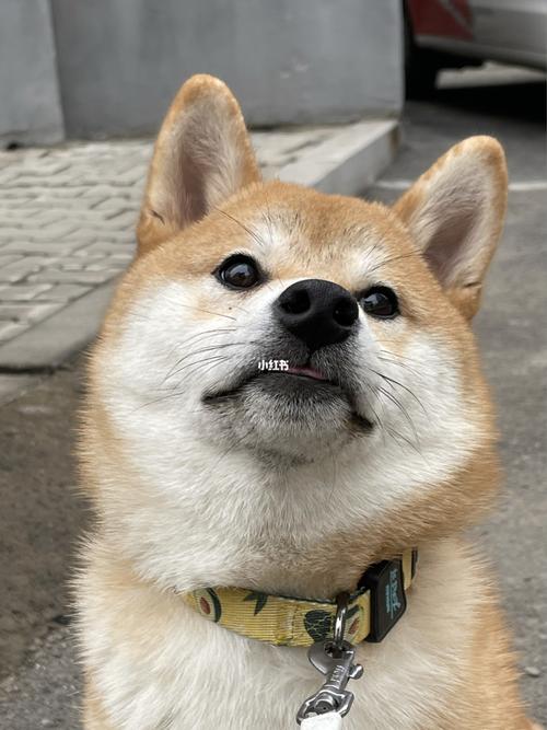 歪头四连!_柴犬_狗狗_宠物_狗