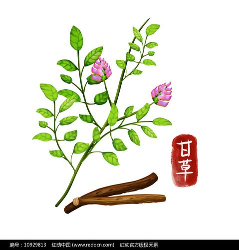 原创手绘中药甘草