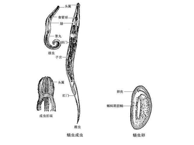 寄生虫学虫卵经典总结及图片yjppt