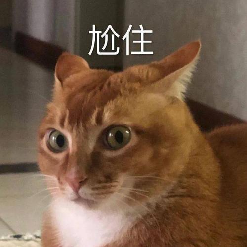 网红猫咪 | 沙雕猫咪敦敦表情包(四)