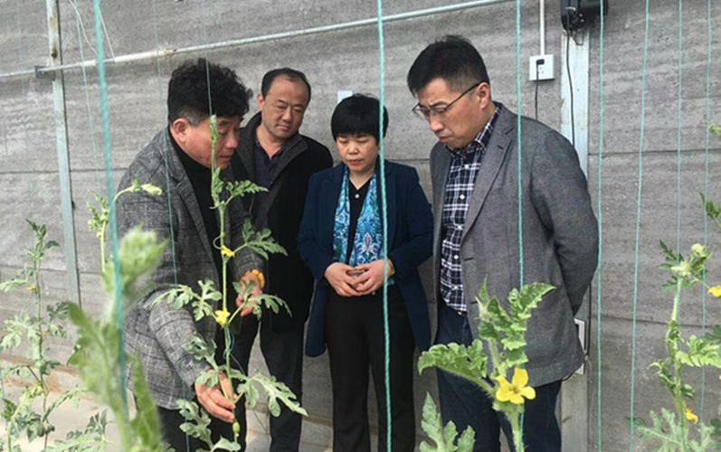江苏盱眙马坝镇党委书记陈劲松镇长张霞一行考察调研山东莱州金实仓廪
