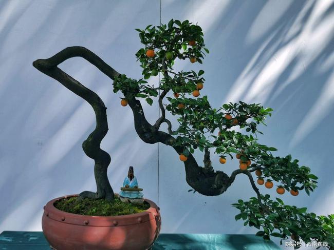 巨型金弹子盆景引人注目成都百花潭公园呈现盆景艺术的视觉盛宴